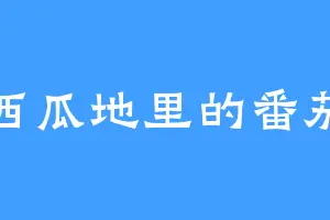 西瓜地里的番茄